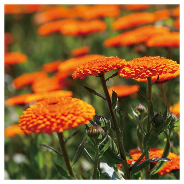 SHIRO Calendula Oil 30mL No Box [Ethical Discount] / 30mL